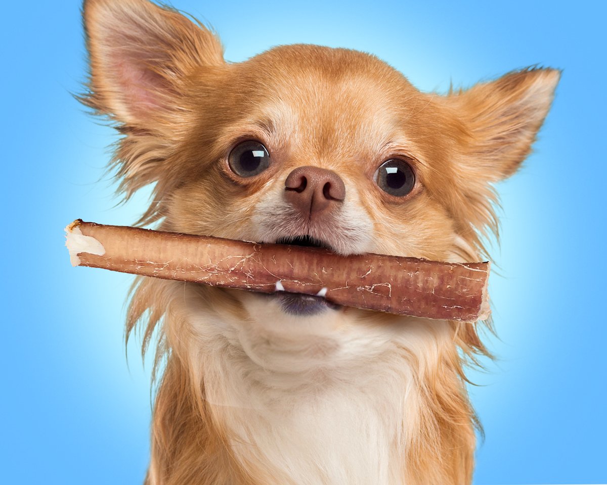 ValuePetSupplies Bully Sticks Chihuahua