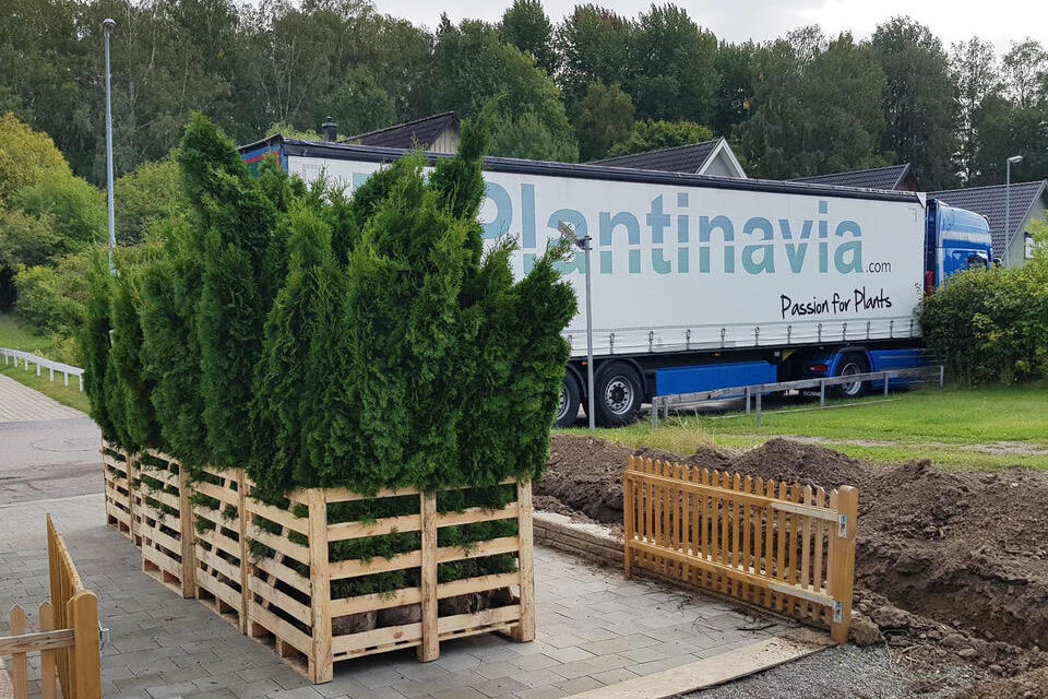 Häckplantor redo för leverans