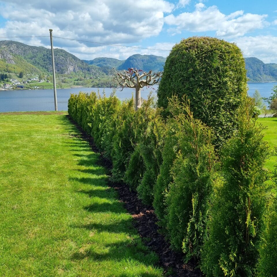 Växtodling hos Plantinavia