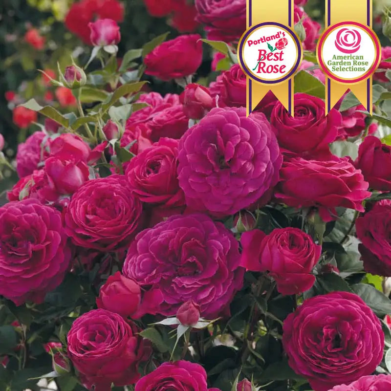 Spring Hill Nurseries Reviews | Read Customer Service Reviews of ...
