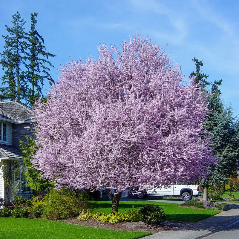 Spring Hill Nurseries Reviews | Read Customer Service Reviews of ...