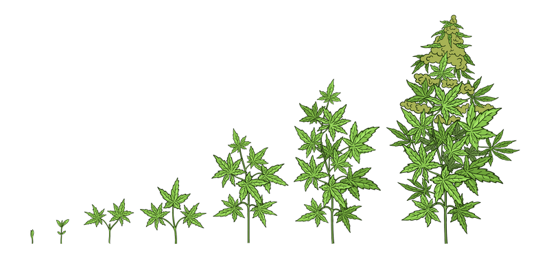 hemp-grow