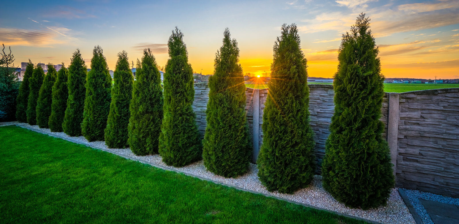 Thuja smaragd från thujor.se