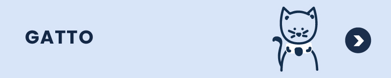 gatto