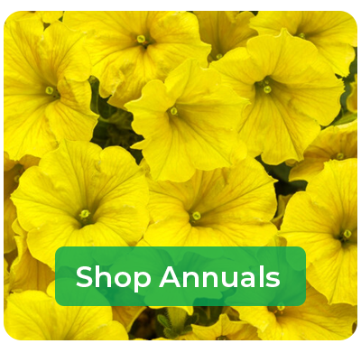 Annuals