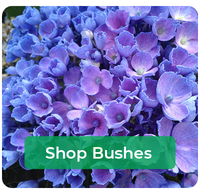 Bushes