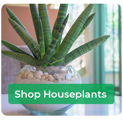 Houseplants
