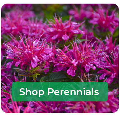 Perennials