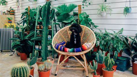 PlantShop