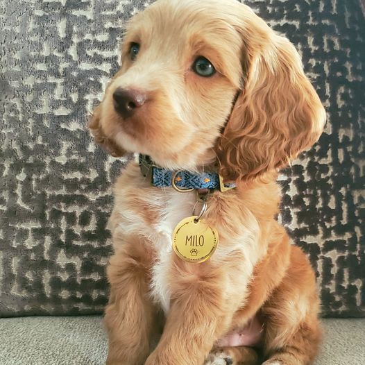Cocoandbark