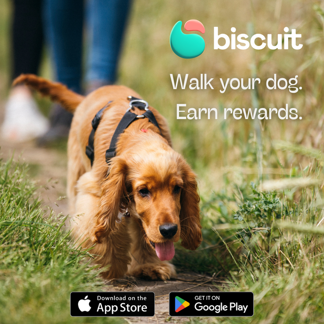 Walk-your-dog-Earn-rewards-3