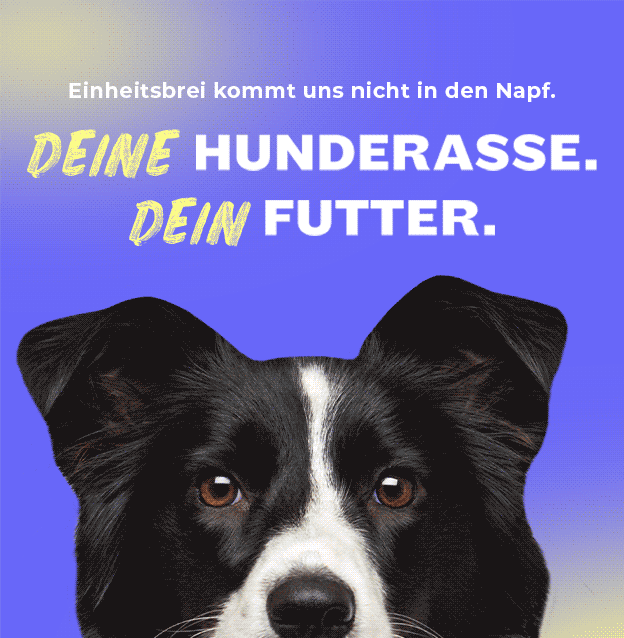 Hey Holy - Your breed, your feed