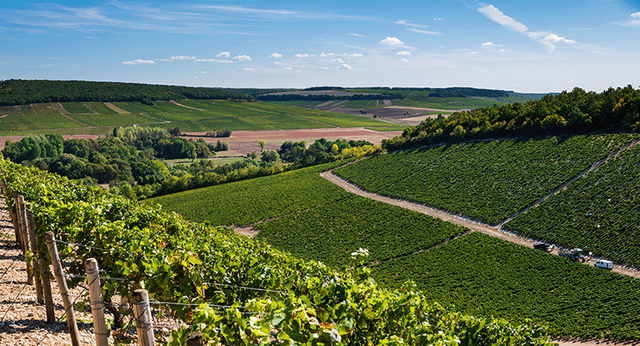vignoble-chablis