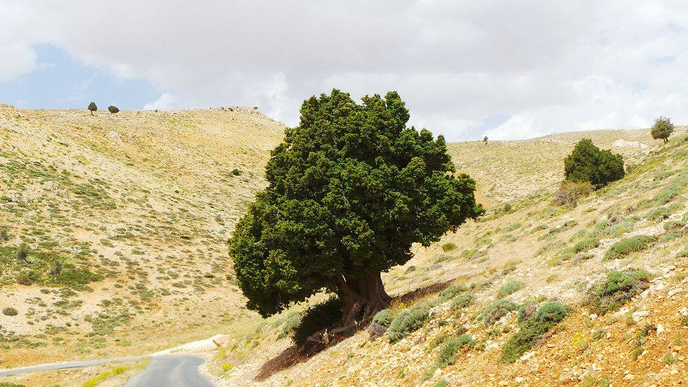 Gin Jun Rechmaya valley from Lebanon
