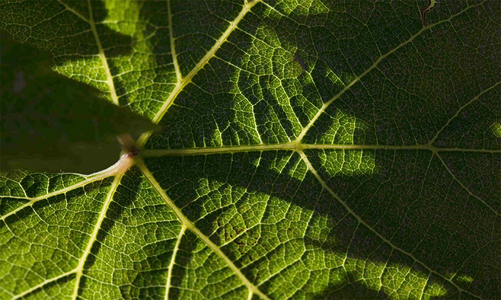 feuille-vigne