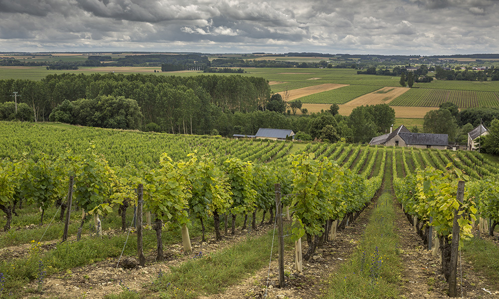 vignoble-loire